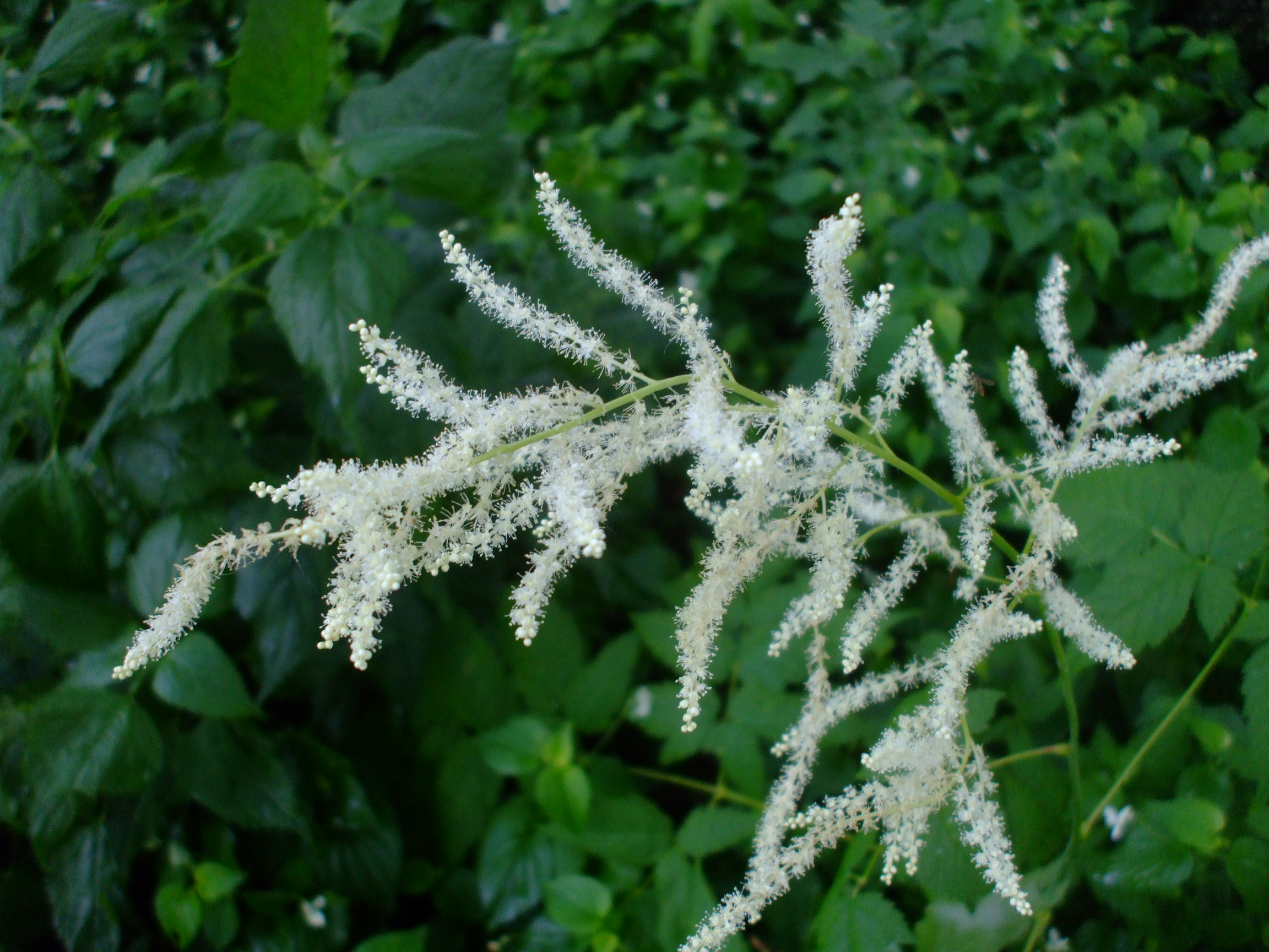 Aruncus dioicus